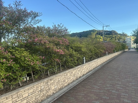 S__17645579_0.jpg
