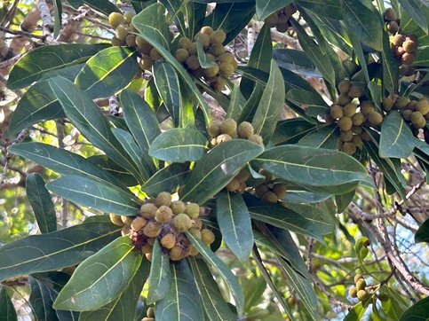 S__6004749_0.jpg