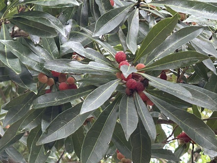 S__6193206_0.jpg