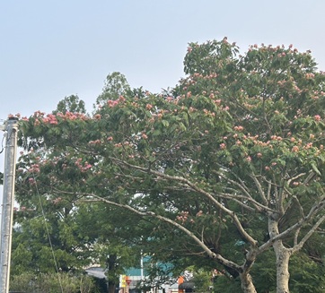 S__6586379_0.jpg