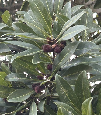 S__6586380_0.jpg