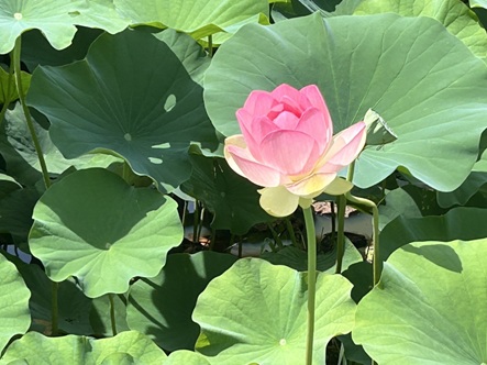 S__6635540_0.jpg
