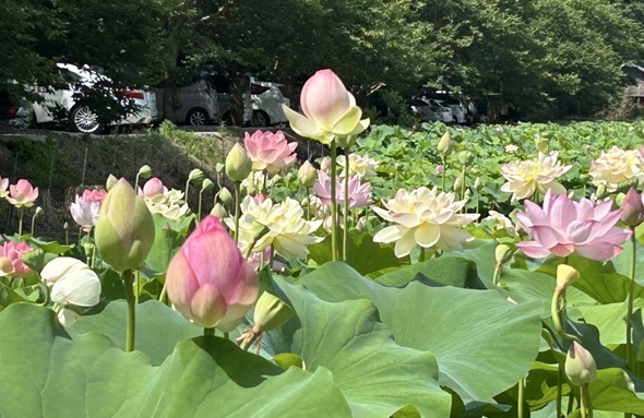 S__6635541_0.jpg
