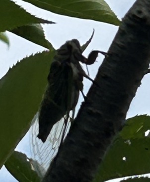 S__6889507_0.jpg