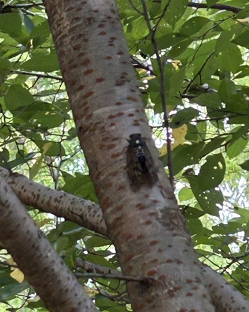 S__7315470_0.jpg