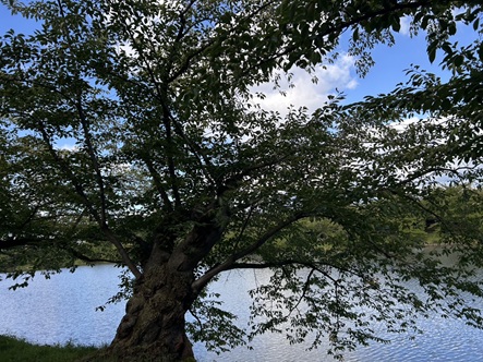 S__7741530_0.jpg